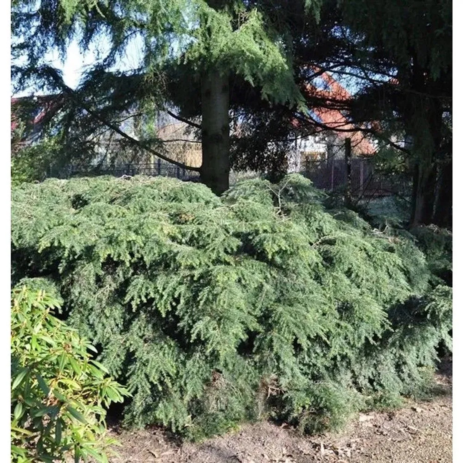 Kanadische Zwerg Hemlocktanne 15-20cm - Tsuga canadensis