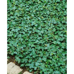 Immergrüner Efeu 'Plattensee' (Hedera Helix) im 9x9 cm Topf, ideal als Bodendecker.