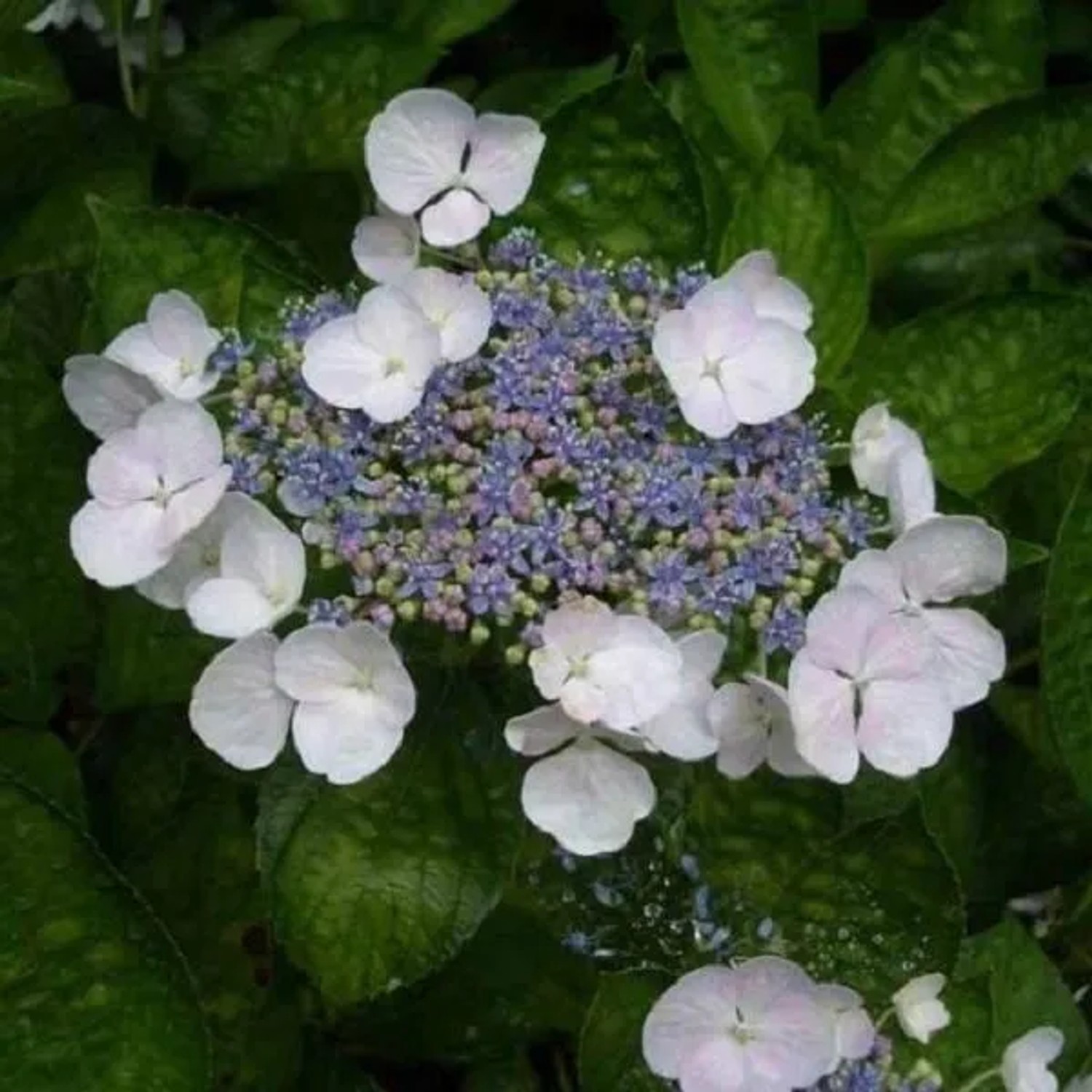 Hortensie 'Teller White' Hydrangea 40 bis 60 cm im Container Weiße Blüten