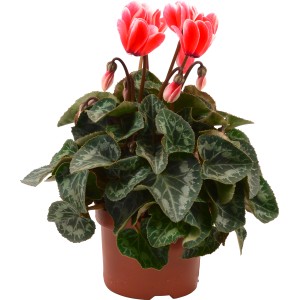 Alpenveilchen Fantasia Rot im braunen Topf, Zimmerpflanze mit roten Blüten und weißem Rand.