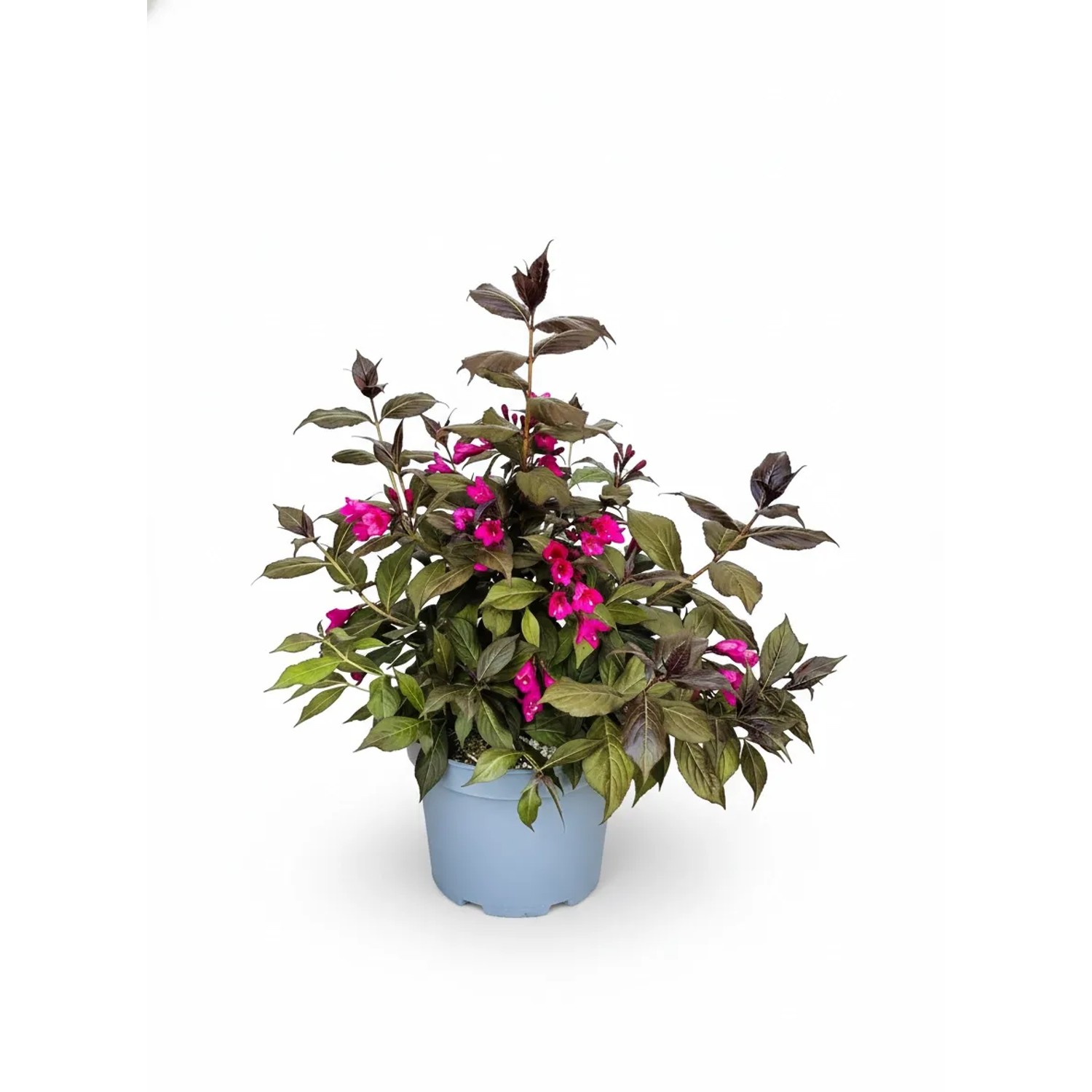 Baumfink Weigelie Minor Black als Topfpflanze 30-40cm