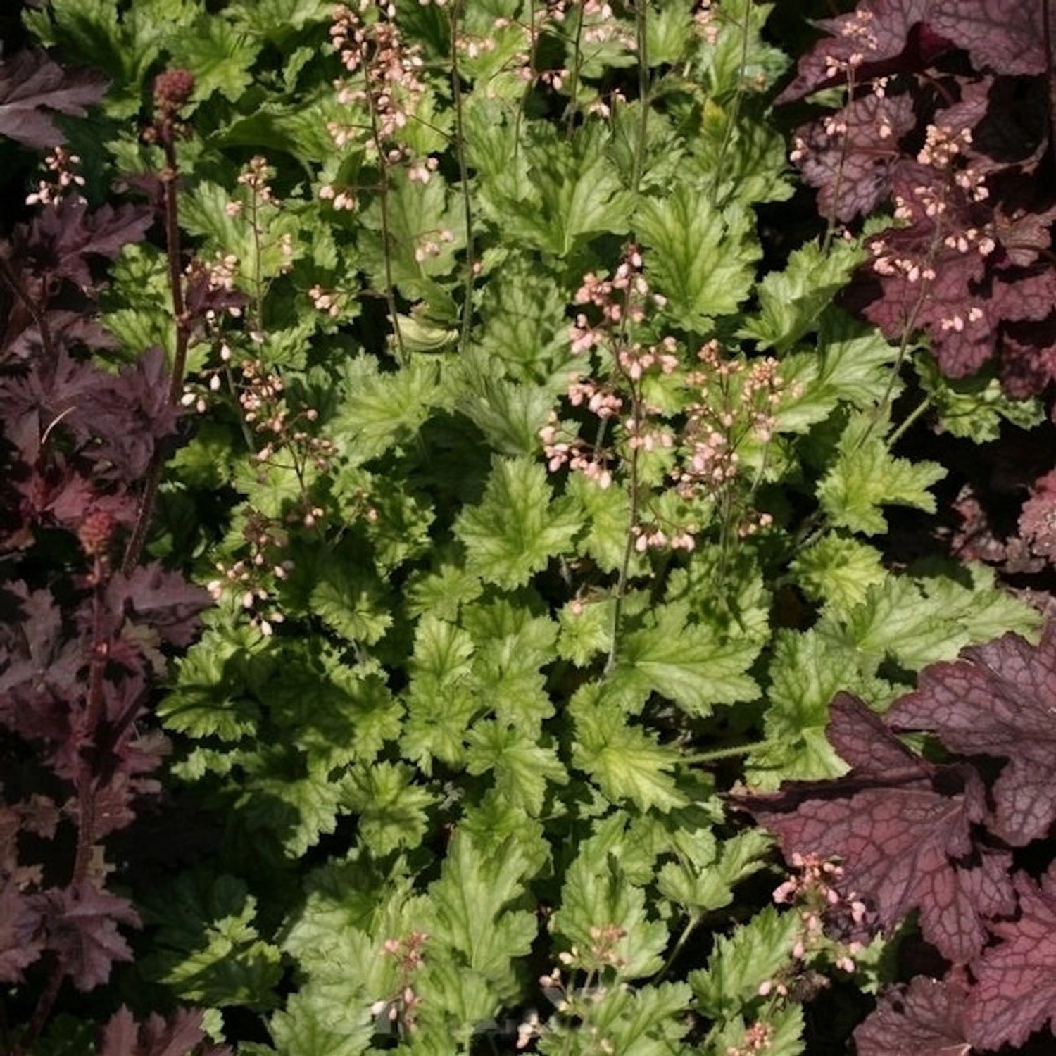 Purpurglöckchen Strawberry Swirl - Heuchera micrantha günstig online kaufen