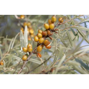 Nahaufnahme: Sanddorn 'Vitaminhochzeit' mit orangefarbenen Beeren und silbrigen Blättern.