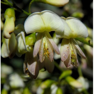 Nahaufnahme der zarten, weißen Blüten des Japanischen Schnurbaums (Sophora japonica).