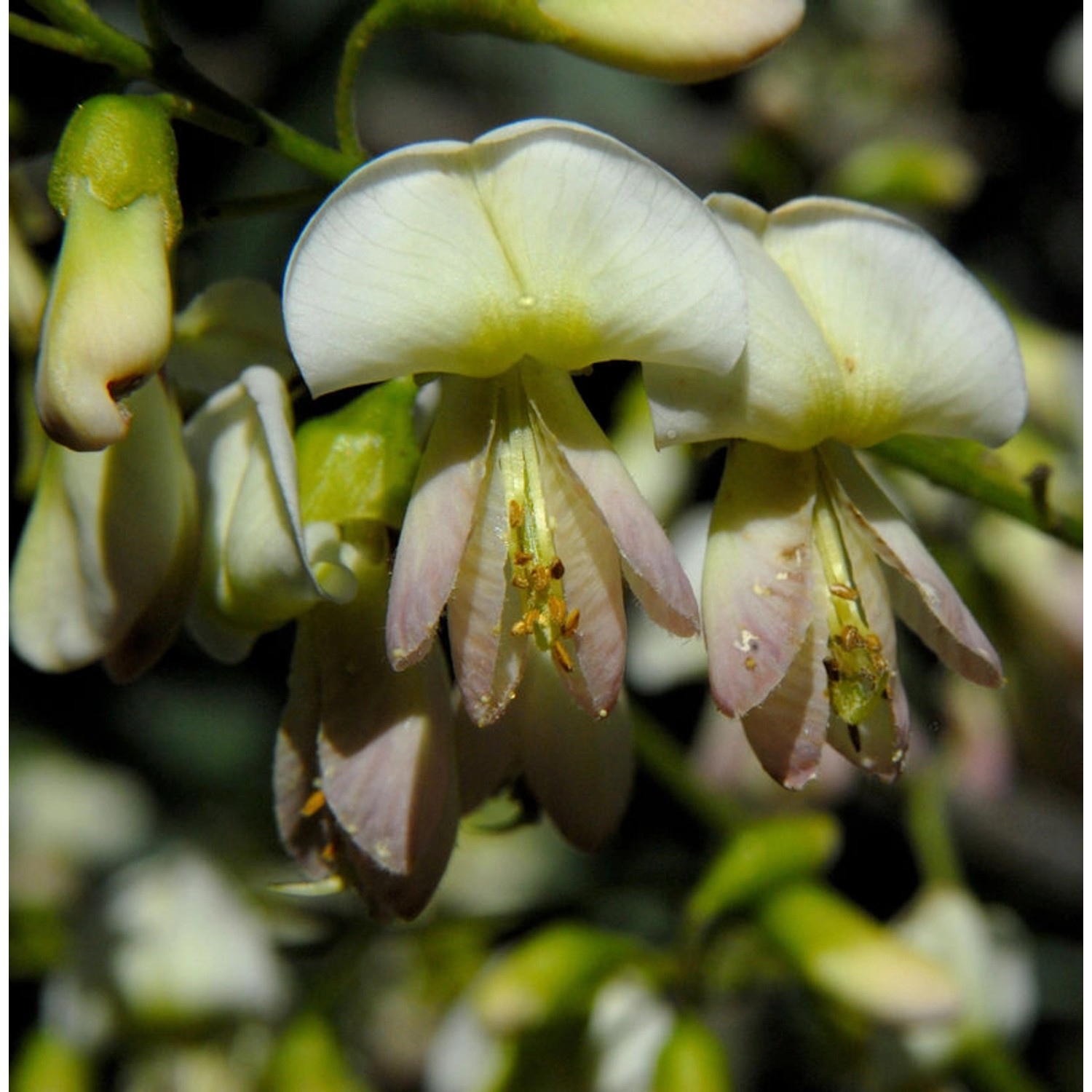 Japanische Schnurbaum 125-150cm - Sophora japonica günstig online kaufen