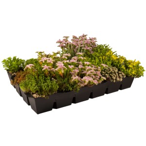 Dachbegrünung Plantile: Modulares System mit vielfältigem Sedum-Mix im schwarzen Pflanzbehälter.