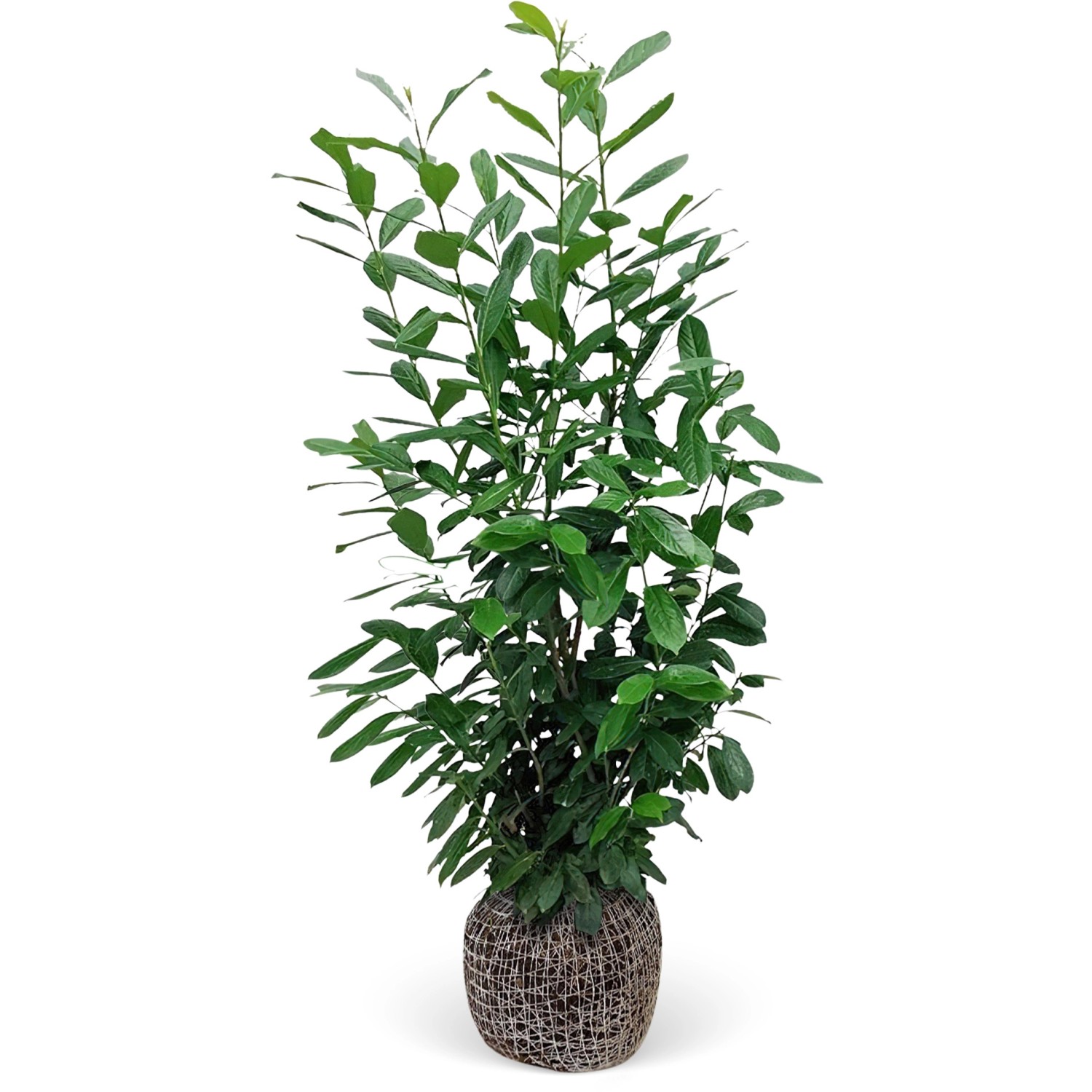 Kirschlorbeer Novita Set à 6 Stück Höhe ca. 175 - 200 cm Prunus laurocerasus