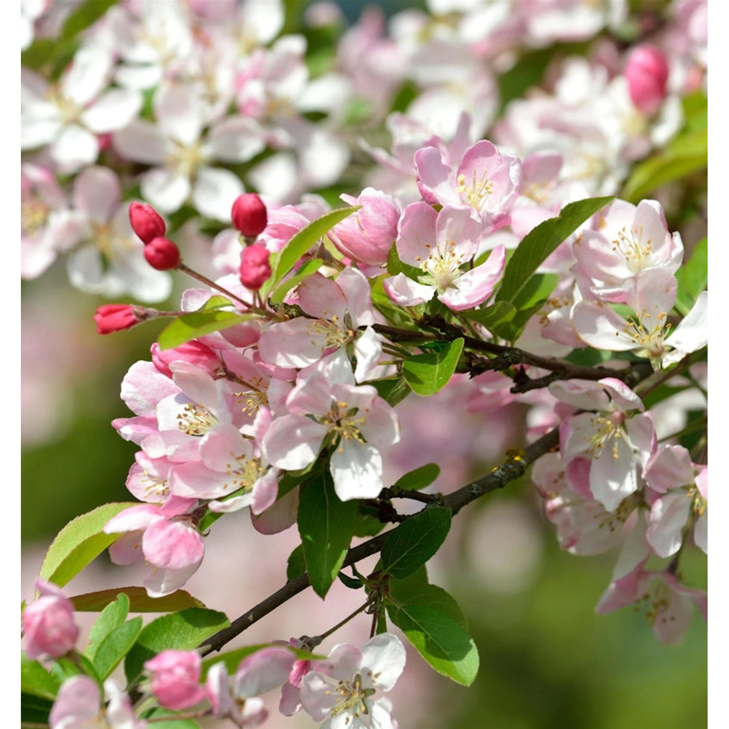 Vielblütiger Zierapfel 100-125cm - Malus floribunda günstig online kaufen