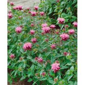 Rosa blühende Wilde Bergamotte (Monarda Fistulosa Twins) im Topf.