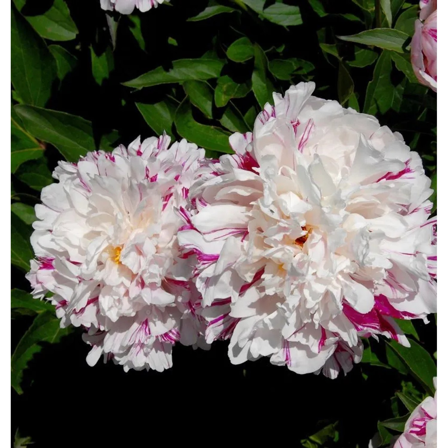 Edelpfingstrose Candy Stripe - Paeonia,actiflora