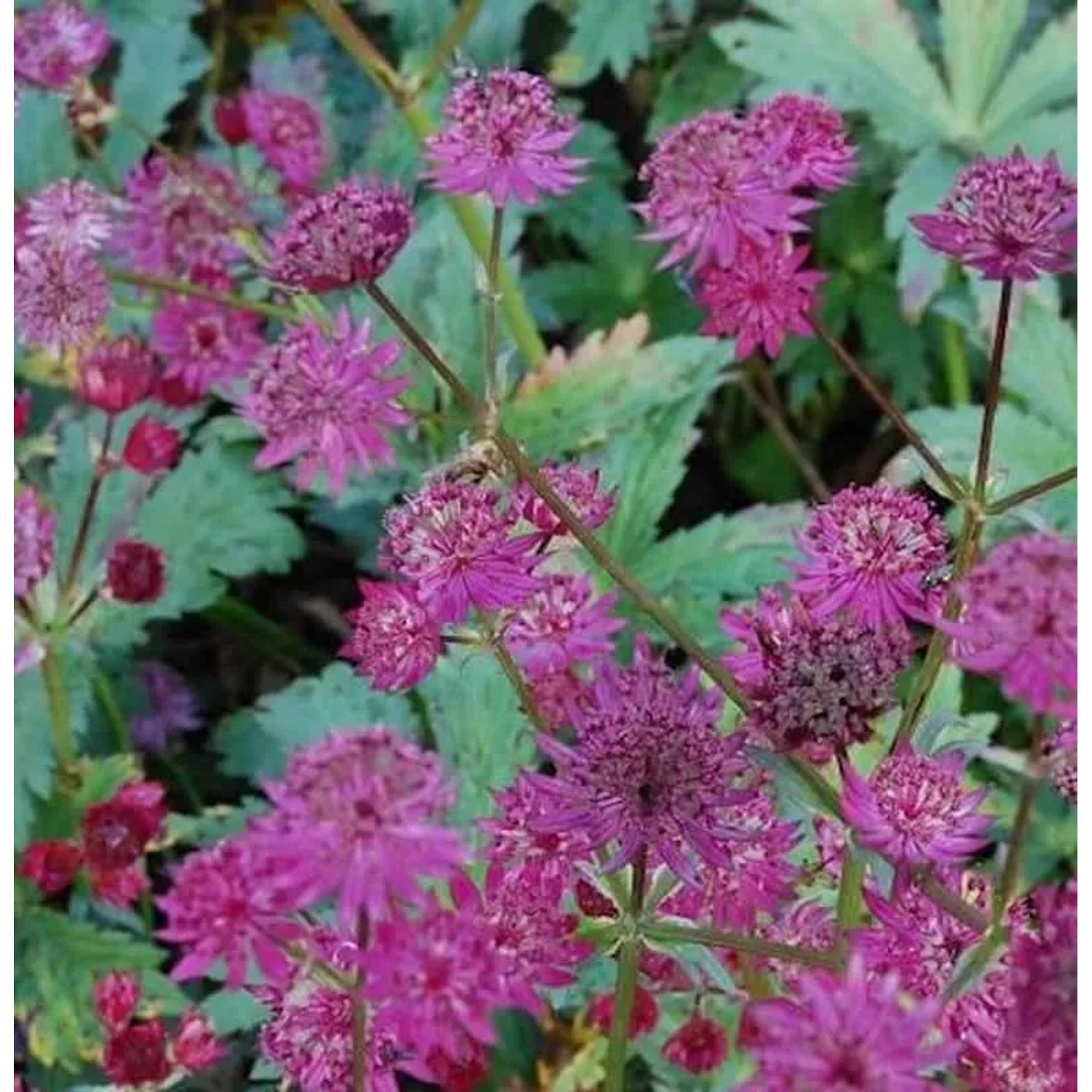 Sterndolde Ruby Wedding - Astrantia major