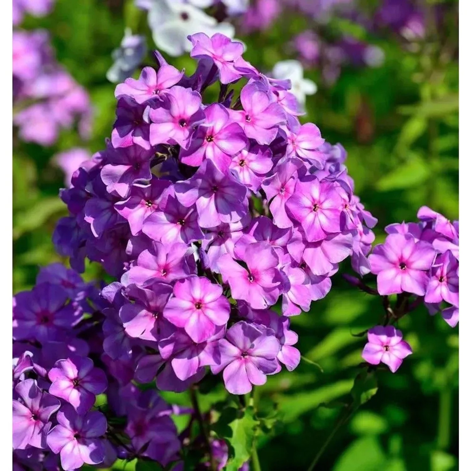 Hohe Flammenblume Amethyst - Phlox paniculata