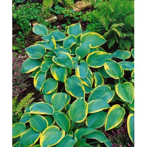 Blaublattfunkie 'Samurai' (Hosta Sieboldiana) im Topf, grüne Blätter mit gelbem Rand.