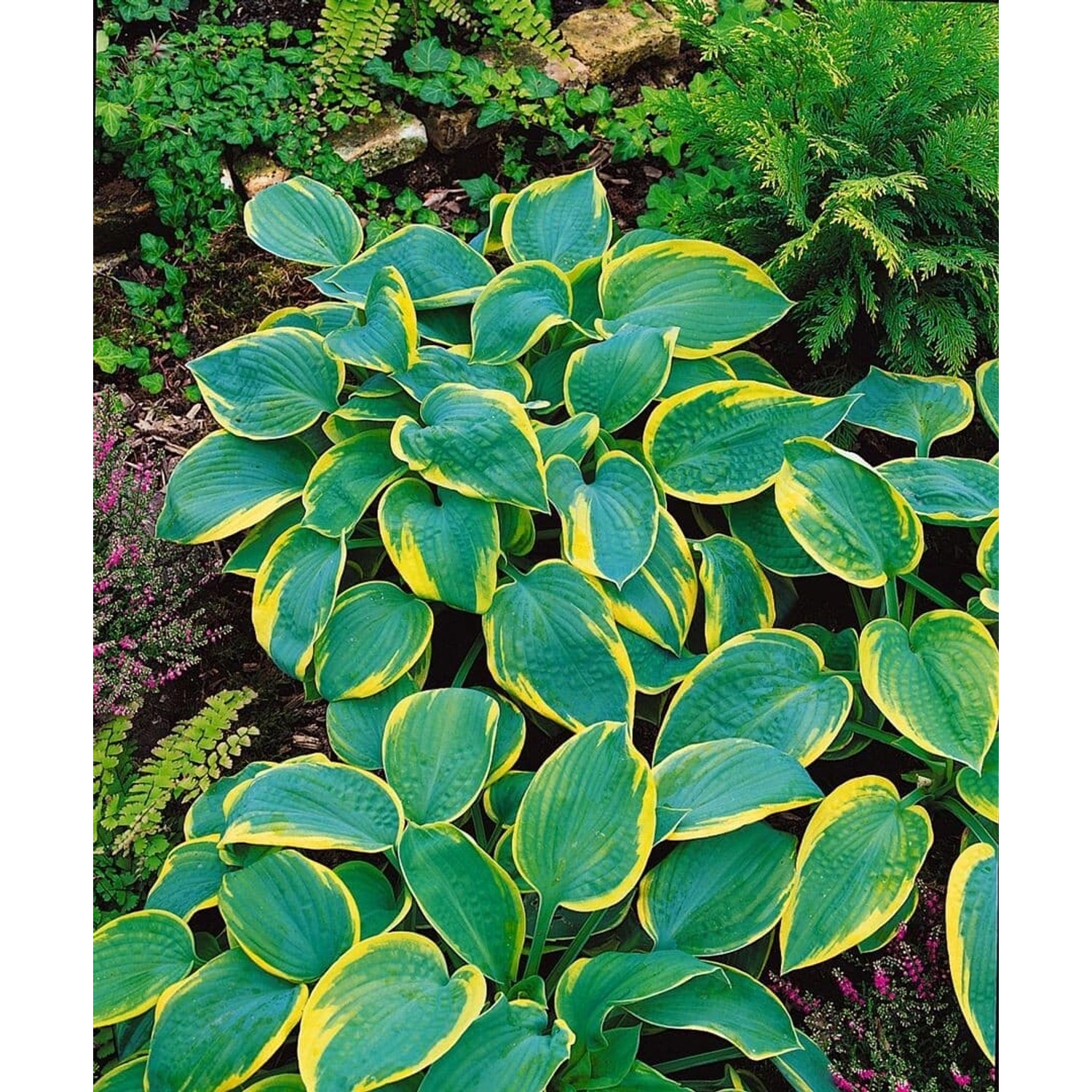 Hosta Sieboldiana Samurai Blaublattfunkie Ca. 11x11 cm Topf günstig online kaufen