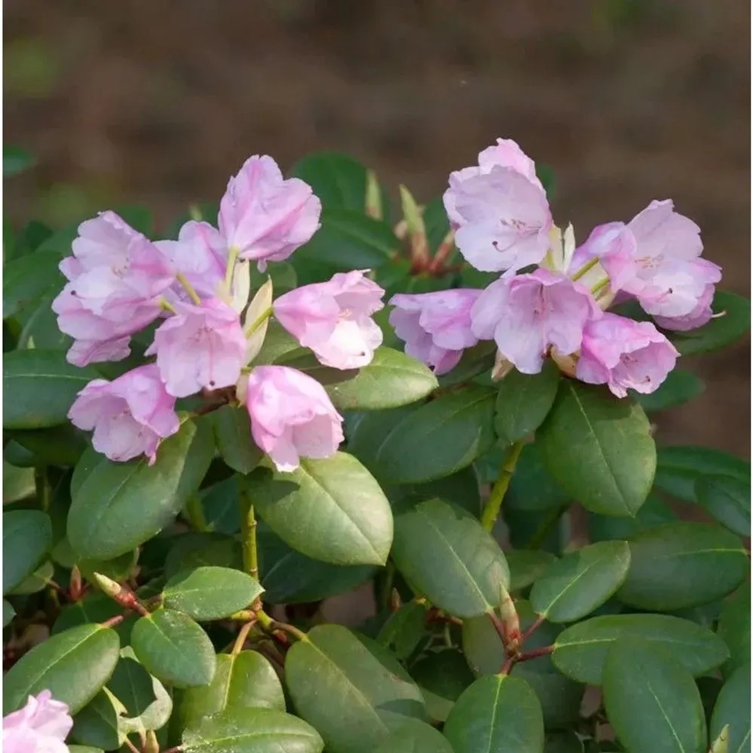 INKARHO - Rhododendron Vater Böhlje 40-50cm - Rhododendron williamsianum - Alpenrose
