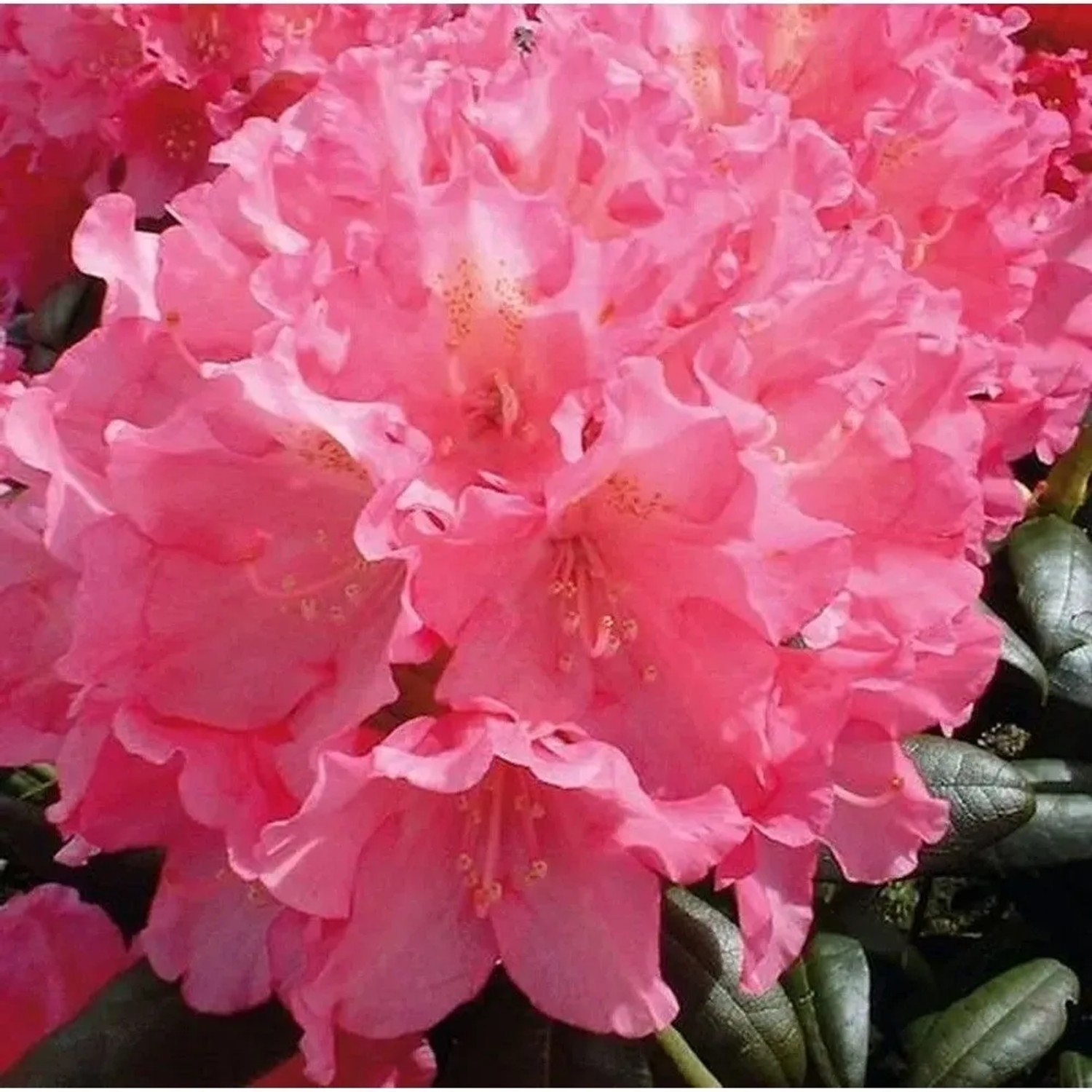 Image of Rhododendron Polaris 50-60cm - Alpenrose