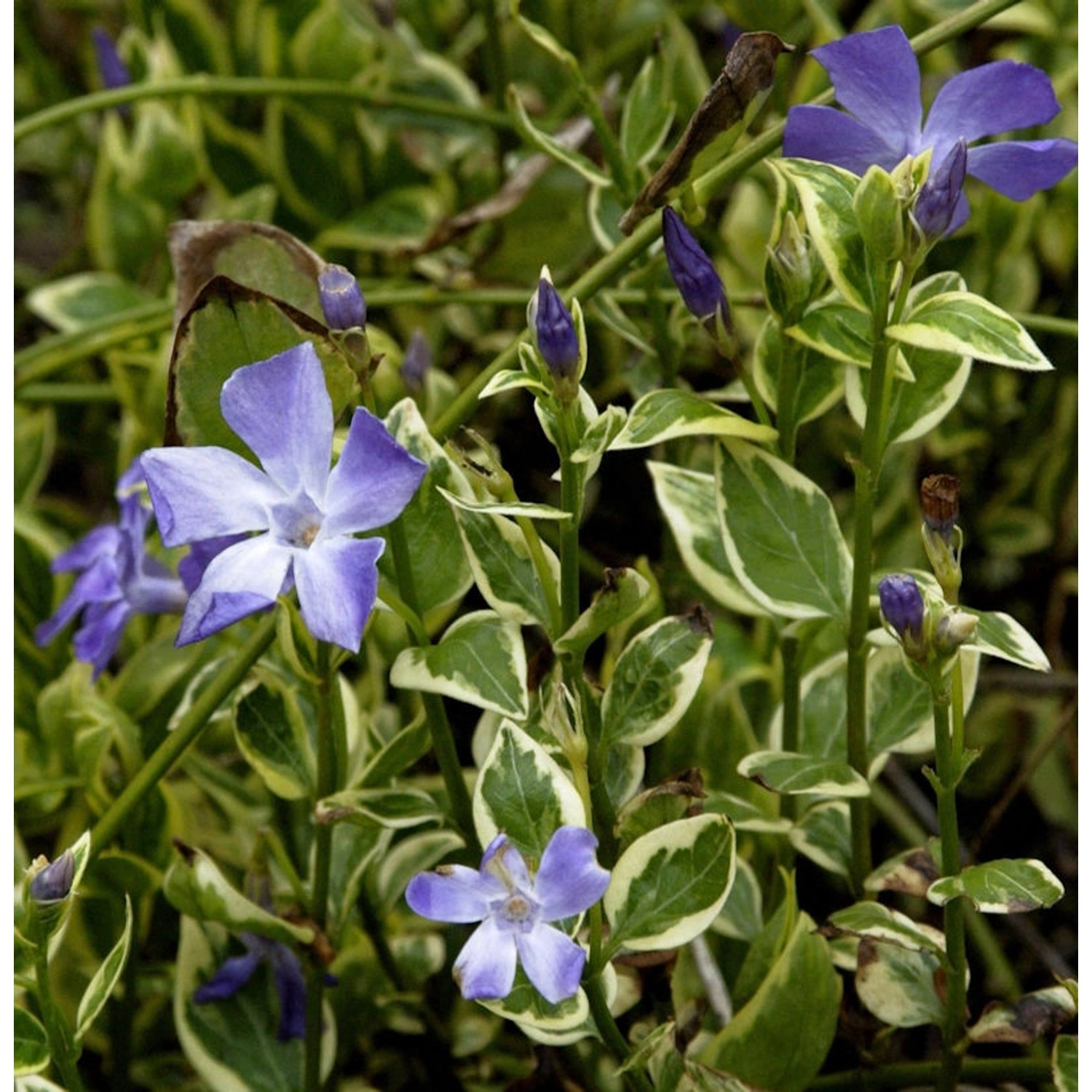 Immergrün Variegata - Vinca major günstig online kaufen