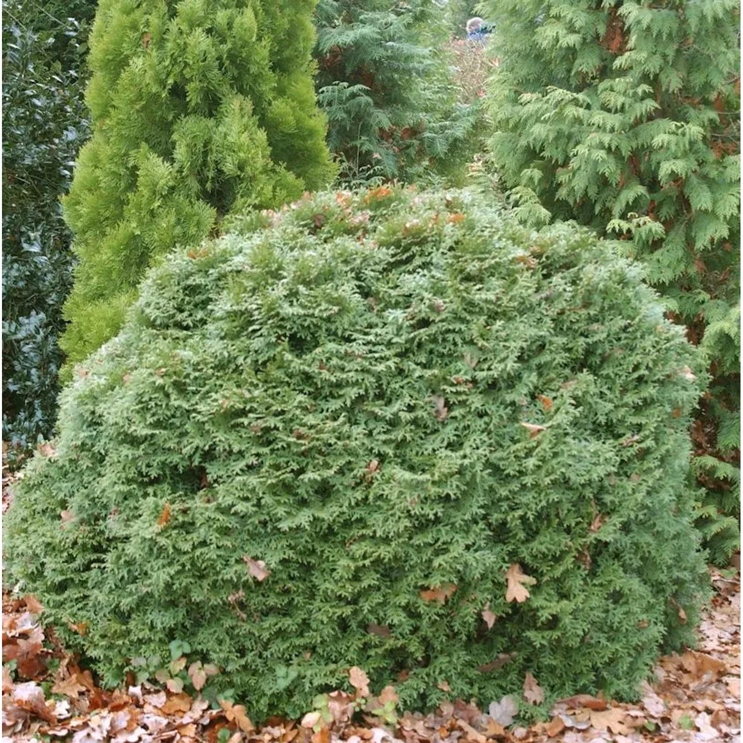 Kugel Lebensbaum Little Gigant 30-40cm - Thuja occidentalis