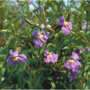 Sumpf-Springkraut (Mimulus Ringens) mit violetten Blüten im 9x9 cm Topf.