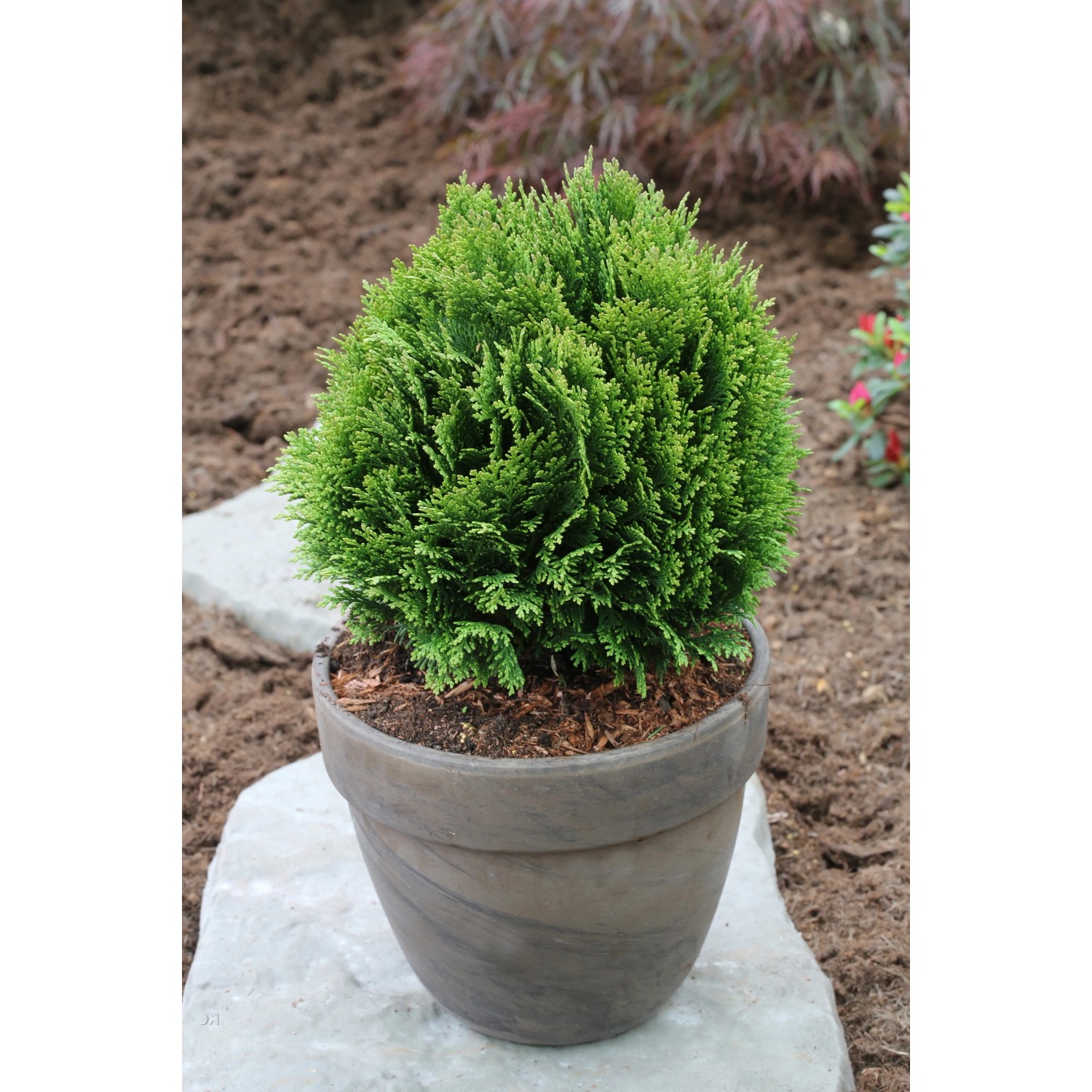Scheinzypresse "Minima Glauca" 20-40 cm 2,3 l kaufen bei OBI