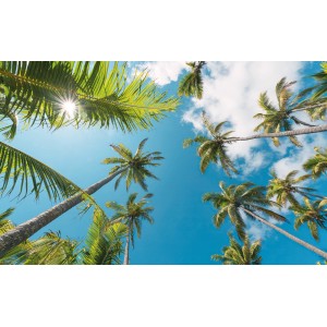 Vlies Fototapete mit Palmen und blauem Himmel, Coconut Heaven II.