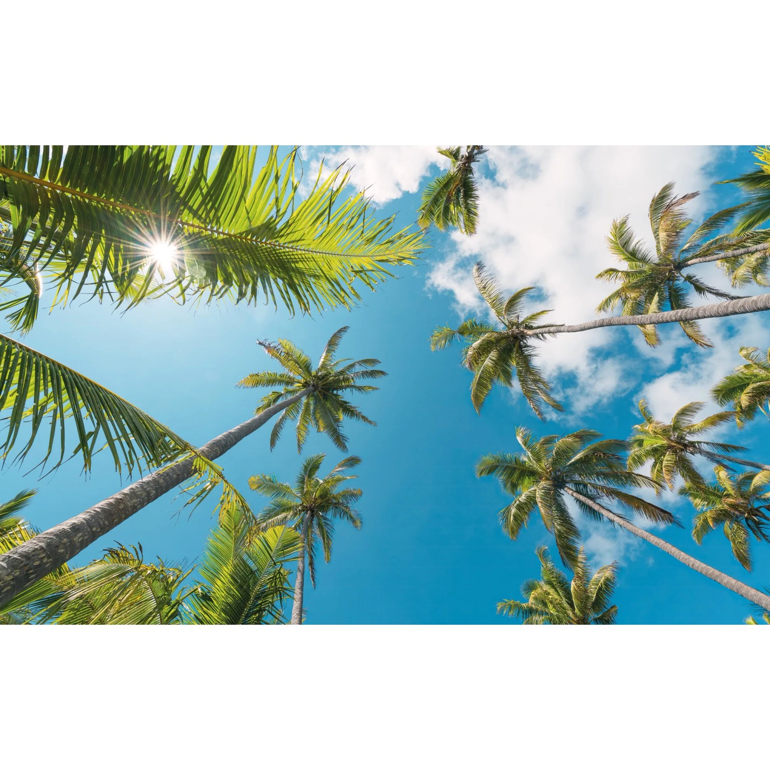 Vlies Fototapete Coconut Heaven II