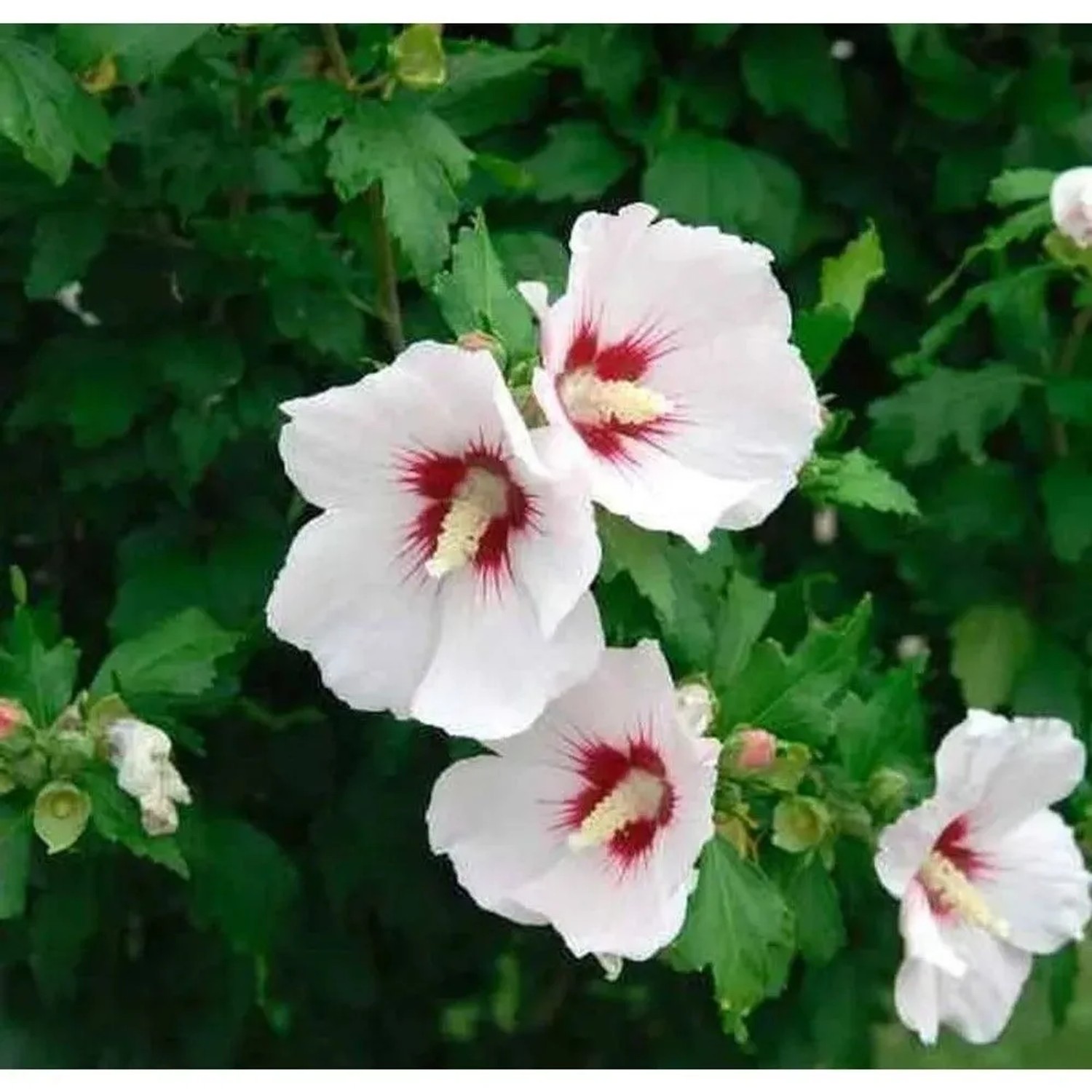 Garteneibisch Helen 60-80cm - Hibiscus