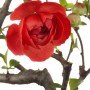 Nahaufnahme: Leuchtend rote Blüte der Zierquitte Chaenomeles Friesdorfer, umgeben von Ästen und Knospen.