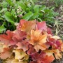 Purpurglöckchen 'Peach Flambé' im Topf, orange-rotes Laub, Stauden für Beet und Kübel.