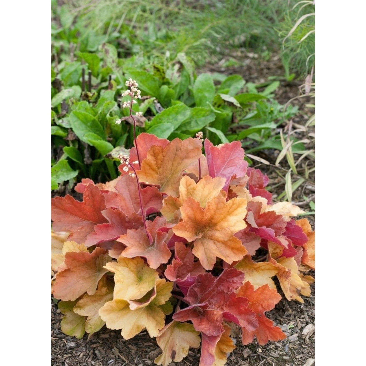 Heuchera Micrantha Peach Flambé Purpurglöckchen Ca. 11x11 cm Topf günstig online kaufen