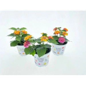 Drei Wandelröschen (Lantana) im Topf mit bunten Blüten (orange, gelb, pink) für Garten und Balkon.