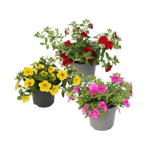 Set aus 3 Exotenherz Zauberglöckchen (Calibrachoa) im 12cm Topf, Farb-Mix Hängepflanzen.