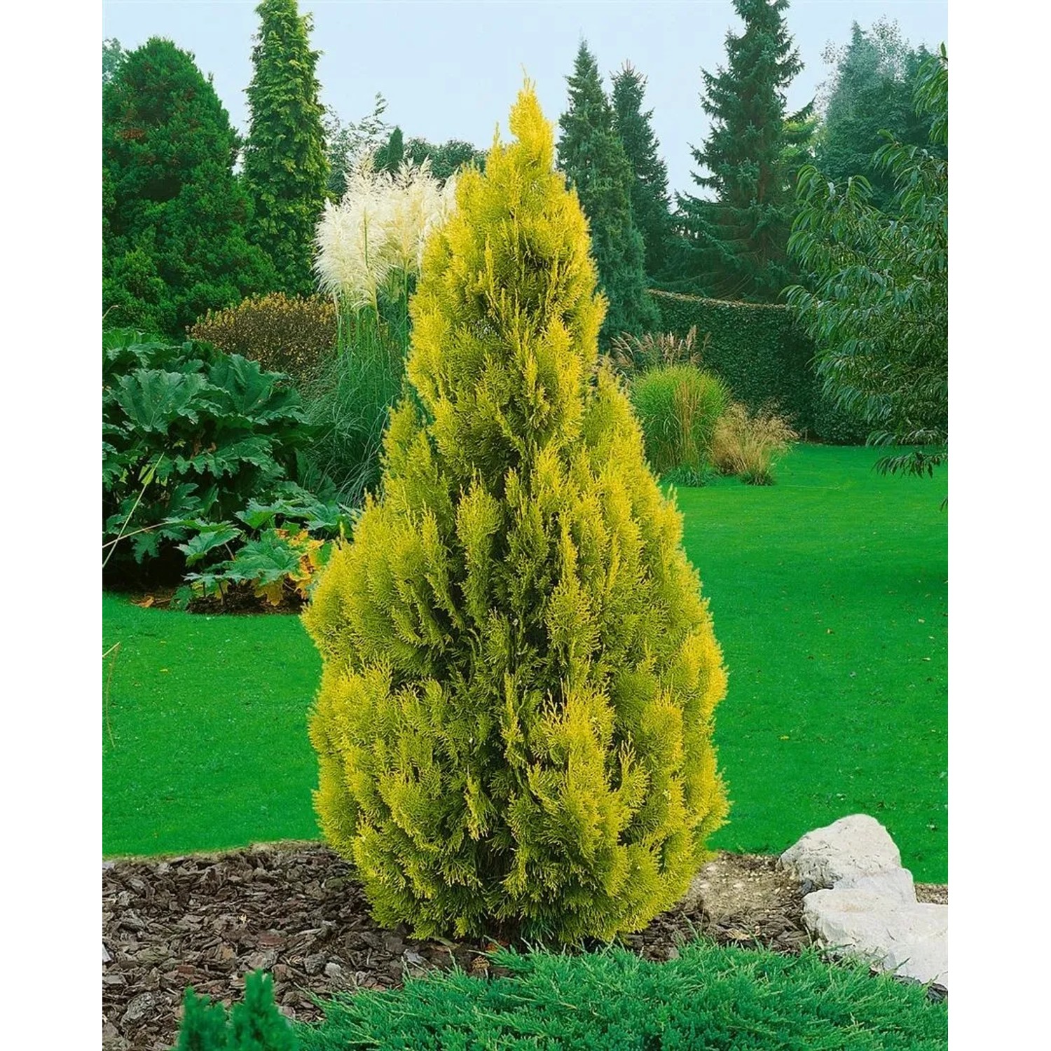 Goldgelbe Thuja 'Jantar' (Lebensbaum) mit 80 cm Stammhöhe im Garten.
