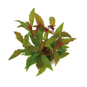 Dennerle Aquariumpflanze Alternanthera Reineckii Rot mit grünen und roten Blättern.