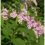 Bogenflieder (Syringa reflexa) mit rosa-lila Blütenrispen und grünen Blättern. Gartenstrauch.