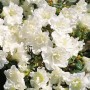 Nahaufnahme der weißen Blüten der Japanischen Azalee Schneeperle (Rhododendron obtusum).