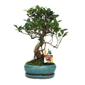 Chinesischer Feigenbaum Bonsai (ca. 8 Jahre) in blauer Keramikschale.