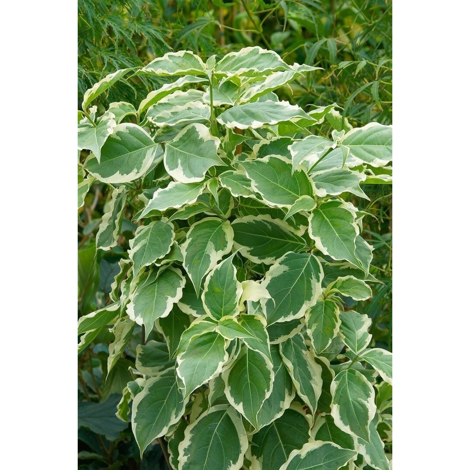 Cornus Kousa Celestial Shadow Japanischer Hartriegel Buntes Laub 60–80 cm günstig online kaufen