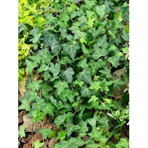 Immergrüner Efeu 'Plattensee' (60–100 cm) als Kletterpflanze mit grünen Blättern.