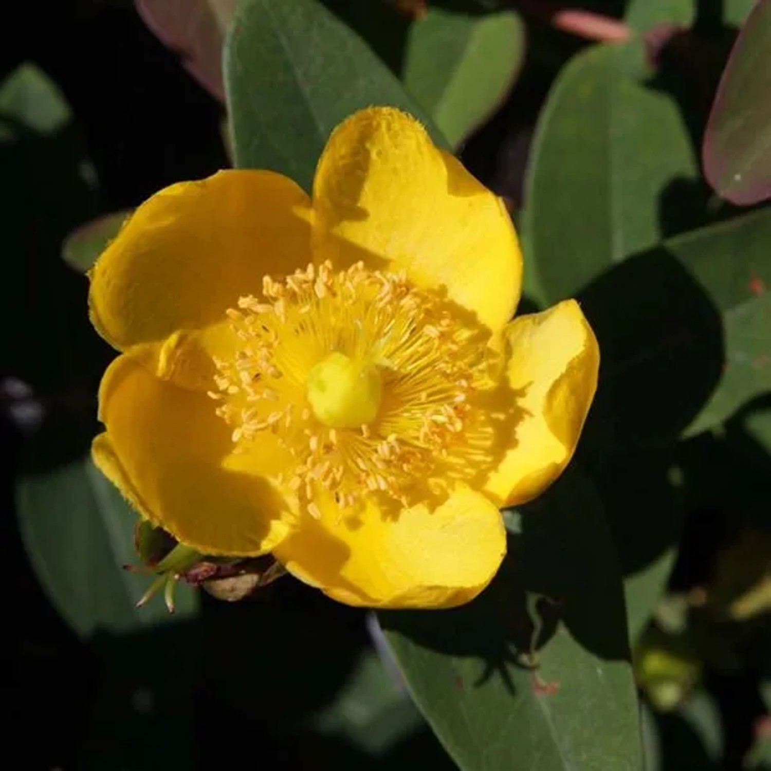 Johanniskraut 'Peter Dummer' Hypericum dummeri 30 bis 40 cm im Container Blaugrünes Laub