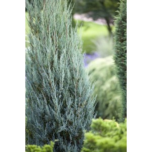 Blaugrüner Säulenwacholder 'Blue Arrow', 80-100 cm, im Garten.