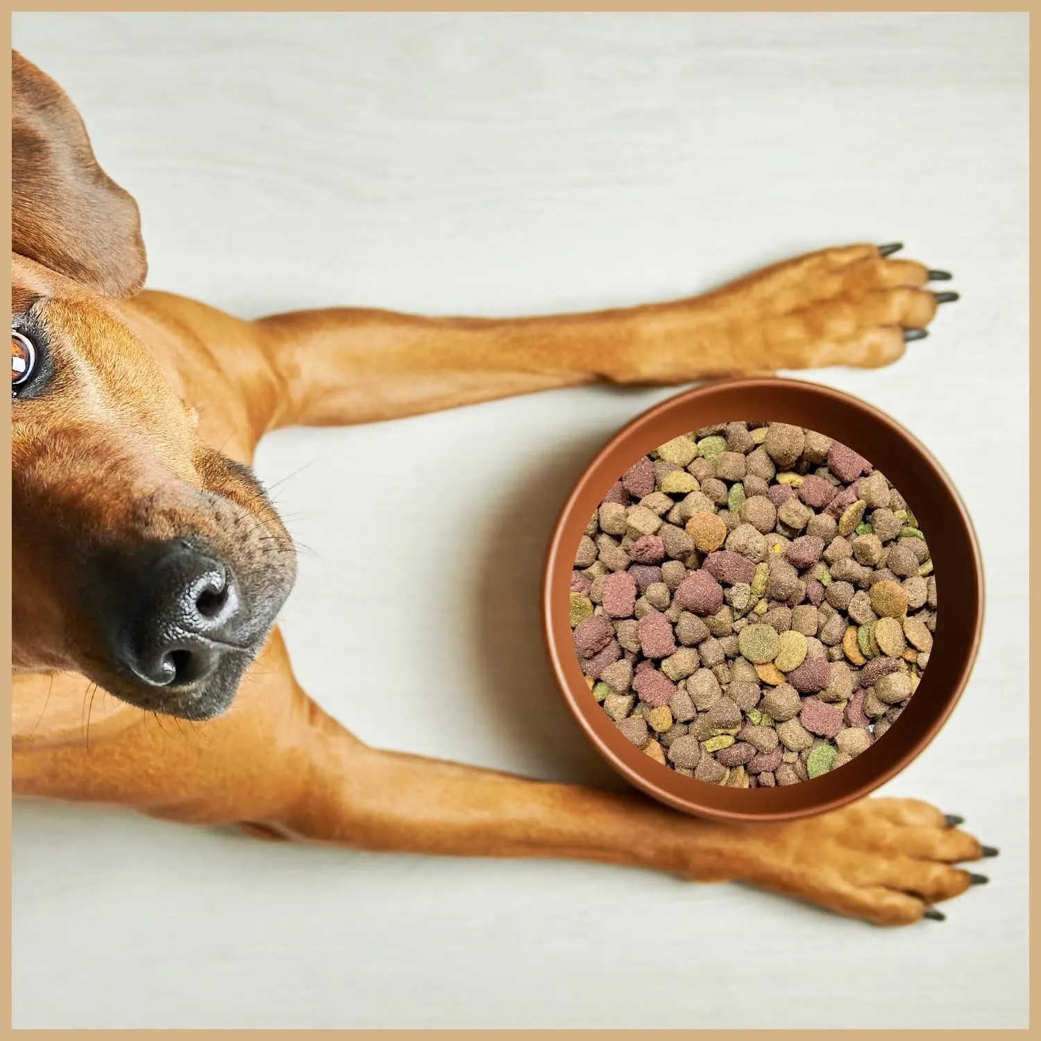 Brauner Hund mit großen Augen blickt auf Schale mit Supravit Mix Super Trockenfutter für Hunde.