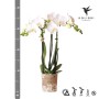 Weiße Kolibri Orchidee Phalaenopsis Amabilis im 9cm Topf.