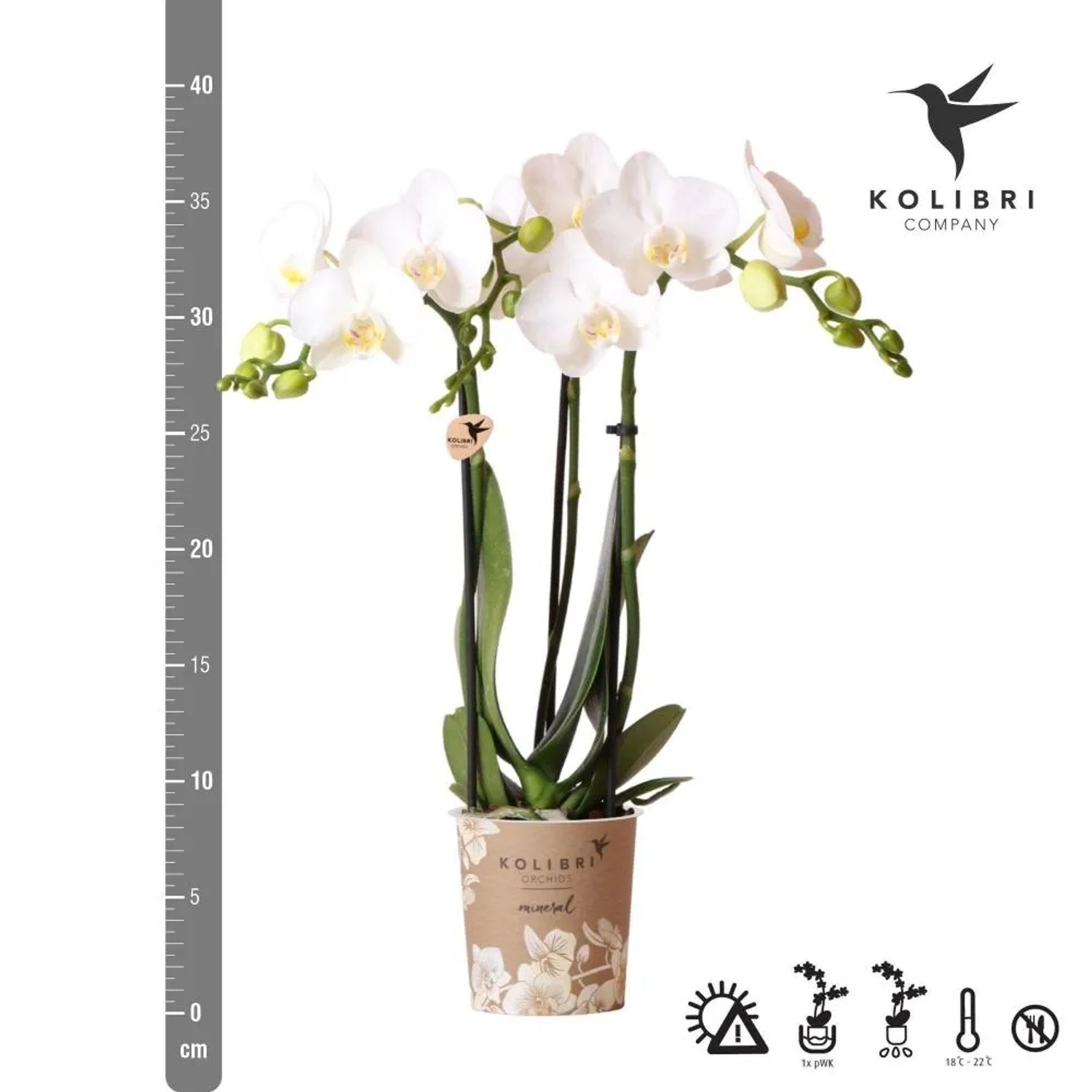 Kolibri Orchids Phalaenopsis South Africa 3 spike (13000SOU