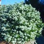 Üppig blühende Frühlingsspiere (Spiraea thunbergii) mit weißen Blüten im Frühling.