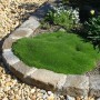 Sternmoos Green Moss - Sagina subulata