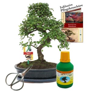 Chinesische Ulme Bonsai (ca. 10 Jahre) im Set mit Schere, Dünger und Pflegebroschüre.