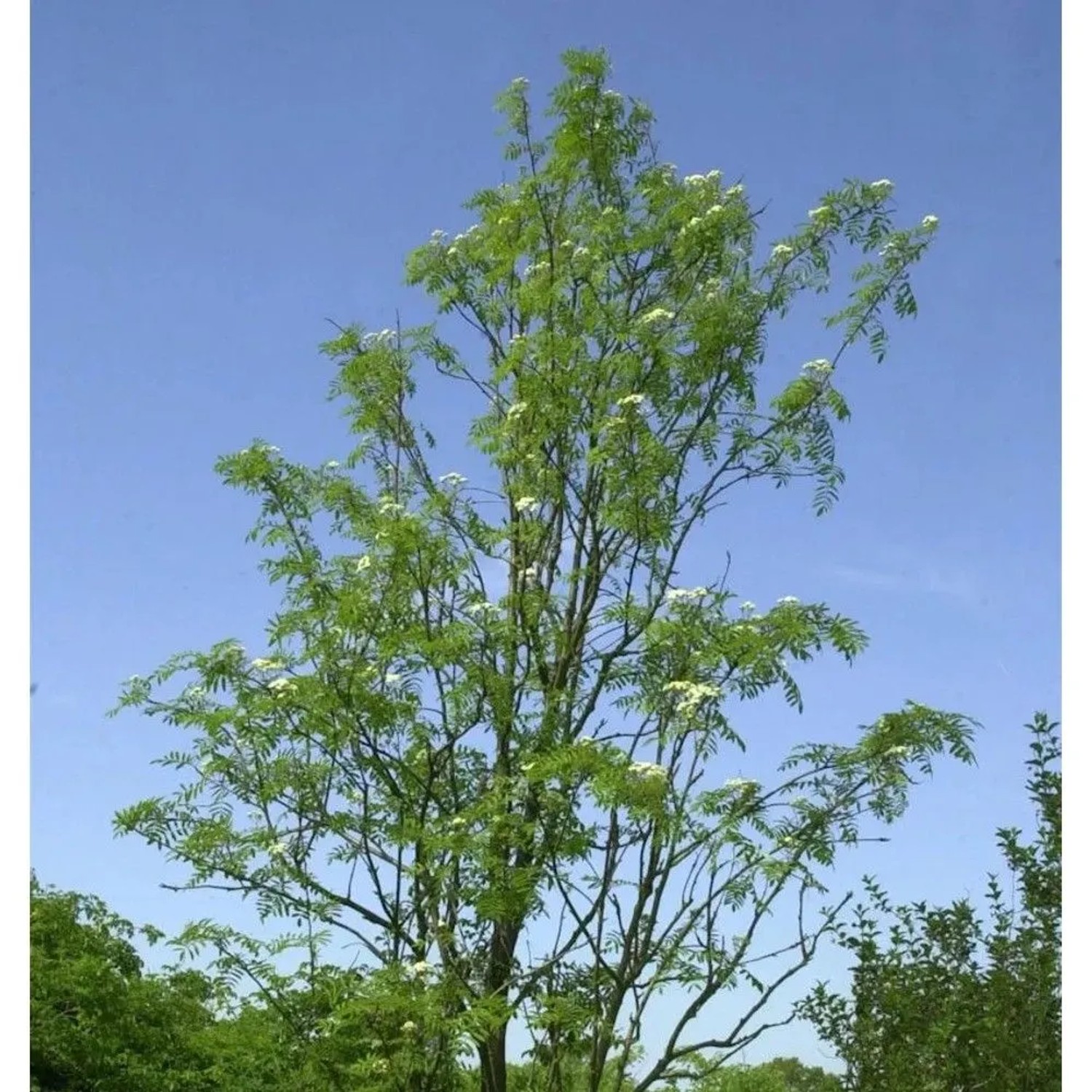 Palmwedel-Eberesche Chinese Lace 125-150cm - Sorbus aucuparia