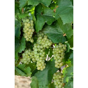 Weinrebe Vitis Vinifera Weiß mit hellgrünen Trauben und grünen Blättern.