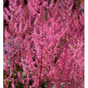 Nahaufnahme der rosa blühenden Prachtspiere Atrorosea (Astilbe simplicifolia)